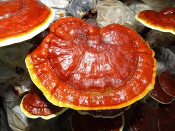 Integratori per il benessere quotidiano: Reishi Snep