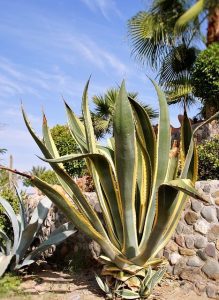 Aloe Vera