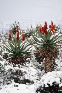 Snep all'Aloe Vera