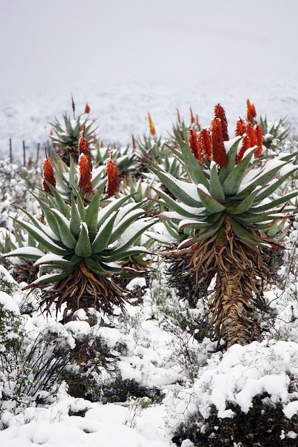 Snep all'Aloe Vera