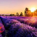 Lavanda