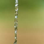 acqua pura