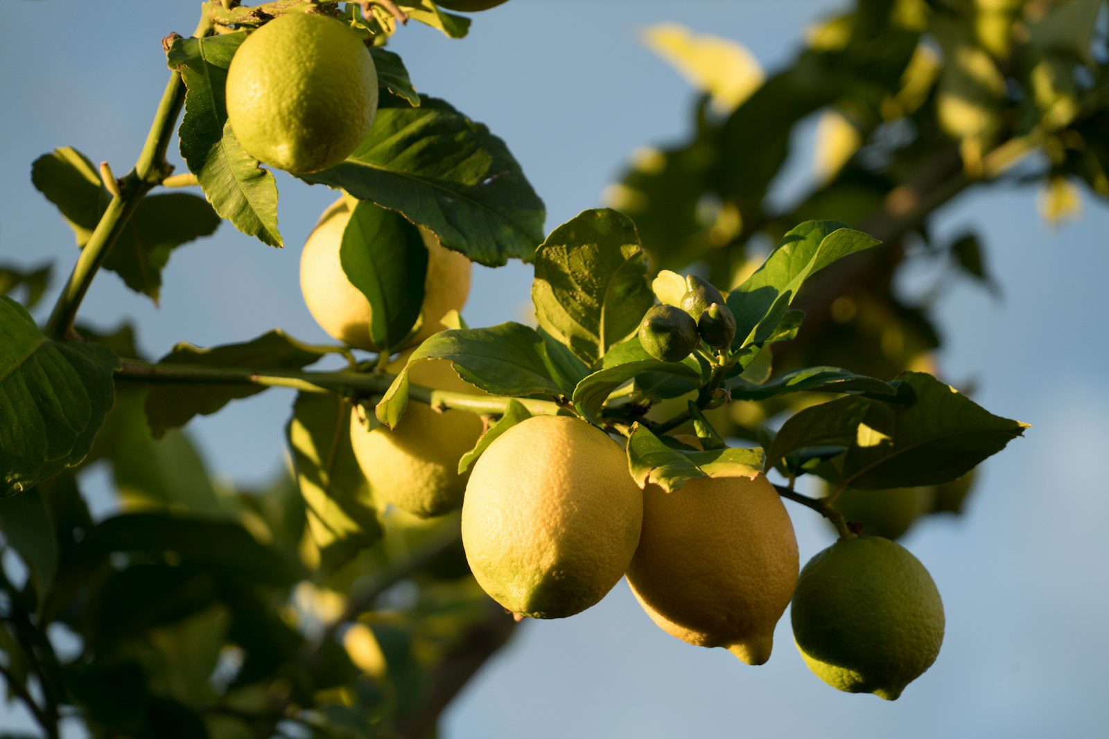 Olio essenziale di limone