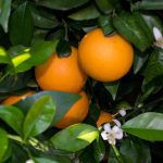 olio essenziale arancio amaro