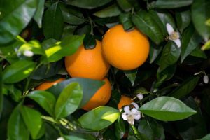olio essenziale arancio amaro