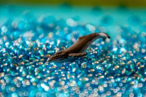Inquinamento da microplastiche quali le vietate