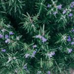 Olio essenziale di rosmarino