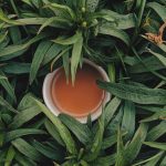 olio essenziale tea tree