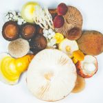micoterapia e funghi medicinali