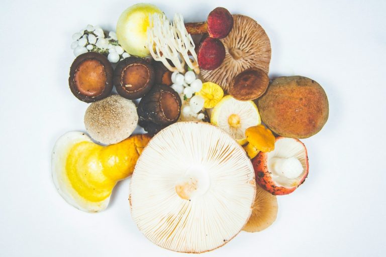 micoterapia e funghi medicinali