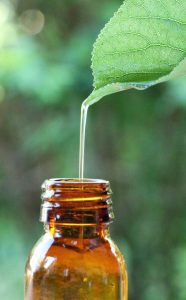 Boccetta di olio che accoglie l'olio di tea tree direttamente dalla pianta